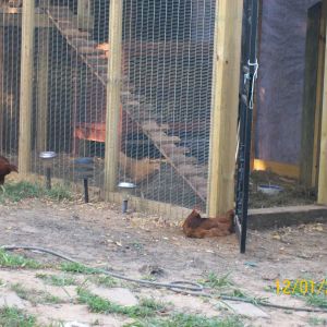 one more dust bath before bed