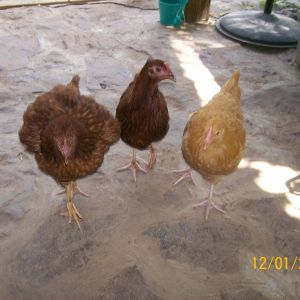 ok hurry let;s go get bug's