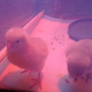 Cinderella (buff orp) and Snow White (white silkie)- 1 day