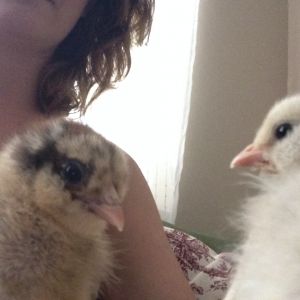 Tiger Lilly and Wendy (easter egger)- 5 days
