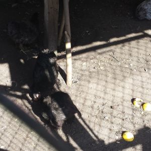 Cochins having a Guava snack