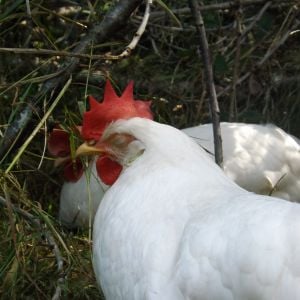 "Meany" and "Cutie" in the background two of our White Leg-horns (my kids names our chickens)