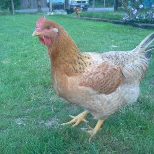Dixie Chick
Dixie Rainbow