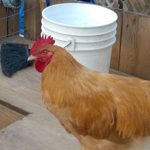 handsome Mr.Roody Roo