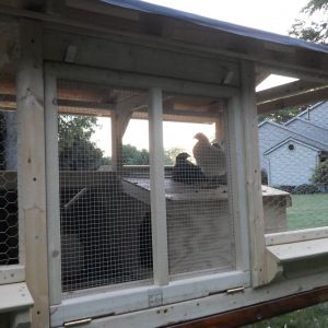 Rear side of coop with back-door ramp. 

Custom made dual-latches, keeps door tightly and safely shut. 

It also serves as the ramp so they can walk in and out easier.