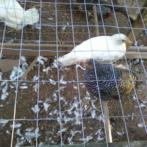Feathers on the ground came from the leghorn pullet.  She is changing into big feathers.