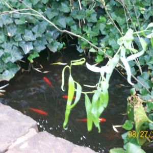 some of our koi