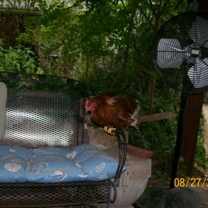 big red having a sit