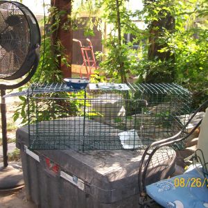 catch cage for the ferel's