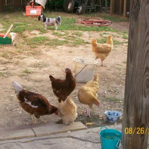 chicken's with pepper photo bombing them,lol