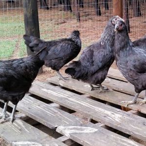 Pullets at 15wks