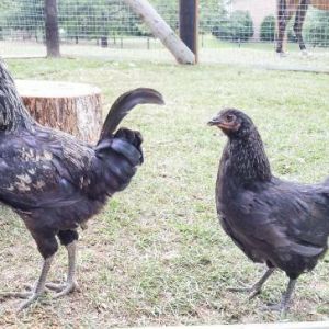 Roo and pullet at 15wks