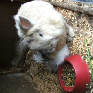 Little chick living with Pudsey the rabbit