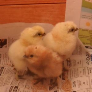 Early BIrd, George and Audley