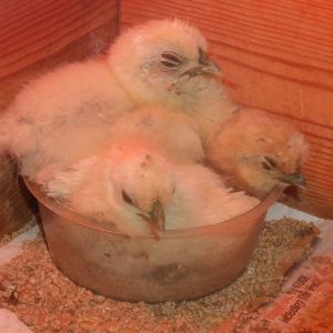 Early Bird, George and Audley