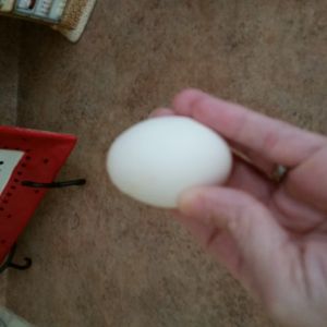 My first egg!!!!