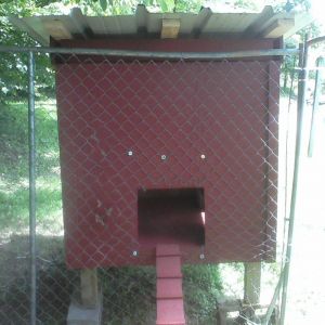 There is a hole cut in the dog lot wire to allow the chickens to get in through that front door.