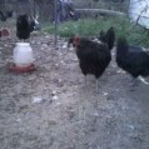 Center - Black AM Smith/Blehm lines, Rear Black Lav splits -2 roos, 1 hen, unrelated Lav hen