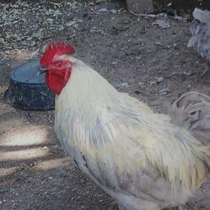 Isabel Lav Orp - molting