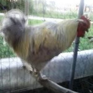 Isabel Lav Orp - molting