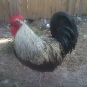Isabel Black Orp - out of Isabel Lav roo and Heritage Black Orp hen. ForSale