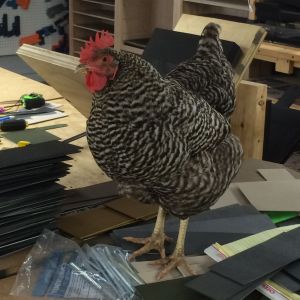 My Shop Chicken