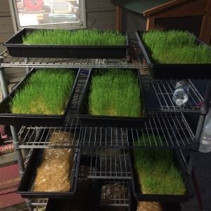 My Wheatgrass set up