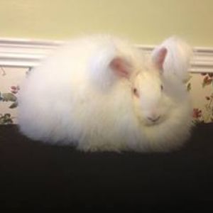 My German/French/ Giant cross Angora Chaz!  Talk about some beautiful fiber there!