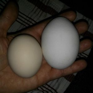 Leghorn egg on right.  Deleware on left