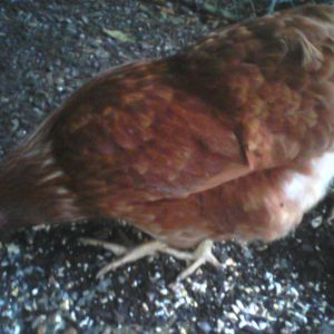 Alice, our red sex link, was the first hen to lay. She and Bertrum are the only two we have named. They seem to be the favorites.