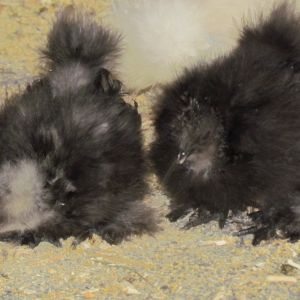 Milly and jenga silkie babies