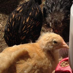 I ordered Blue Laced Wyandottes and Rhode Island Reds
Hmmmmm, the girls are still buff six week old and the blues look more like one silver and the rest gold laced.