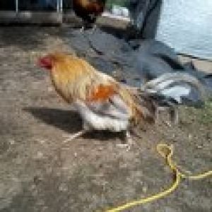 Blue Wheaten Maran from Cowgirl. - For Sale