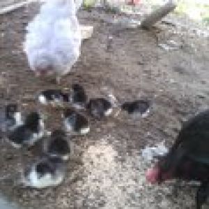 Lav AM Hen X Black Smith/Blehm roo - brooded and hatched 9!
