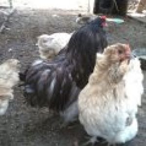 Mauve  AM Pullet split silkied