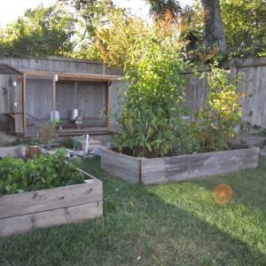 Our backyard vegetable garden and coop.