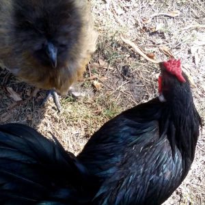 Nova the Wonderchicken, a black bantam rose comb rooster, and Samwise Gamgee, a bearded partridge silkie hen: my therapy chickens.