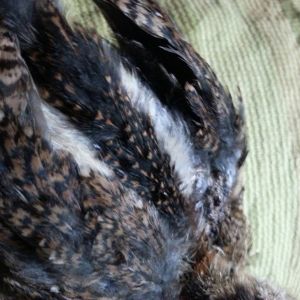 Closeup of Alvin's back, showing his racing stripes and different feather types in each. His father is Mal, the Orloff; his mother is Inky the silkie.