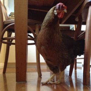 Exploring the dining room ,,,!