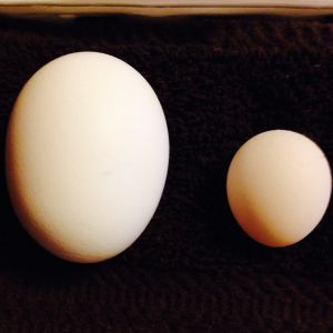 1st egg ever on the right (left one store bought)