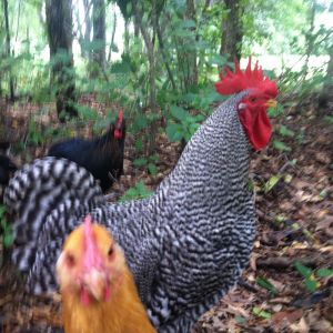 Photo bomb!  Production Red hen and Barred Plymouth Rock rooster. Age 6.5 months.