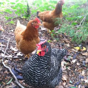 They love to free range. Barred Plymouth Rock and Production Red hens. Age 6.5 months.