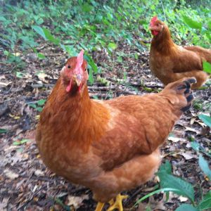 Beautiful hens. Production Reds. Age 6.5 months.