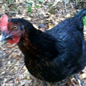 Pretty girl. Black Sex Link hen. Age 6.5 months.