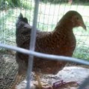 6 mo Old Rhodebar Pullet