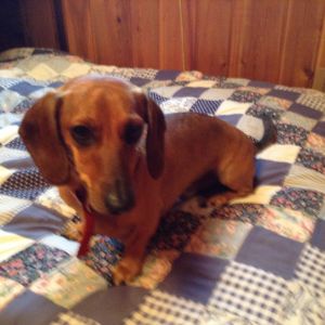 Henry hanging out on my bed at our cabin.