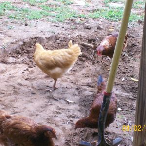 mert,big red,lil red,buzzy,ohhhhhhhh fresh dirt,yum