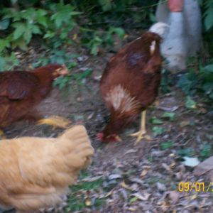 hurry its almost coop up time