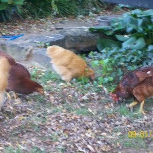 foraging by the pond