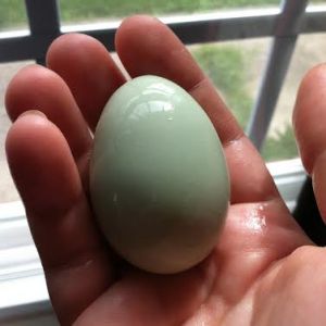 Clara's first egg washed, looking more green here